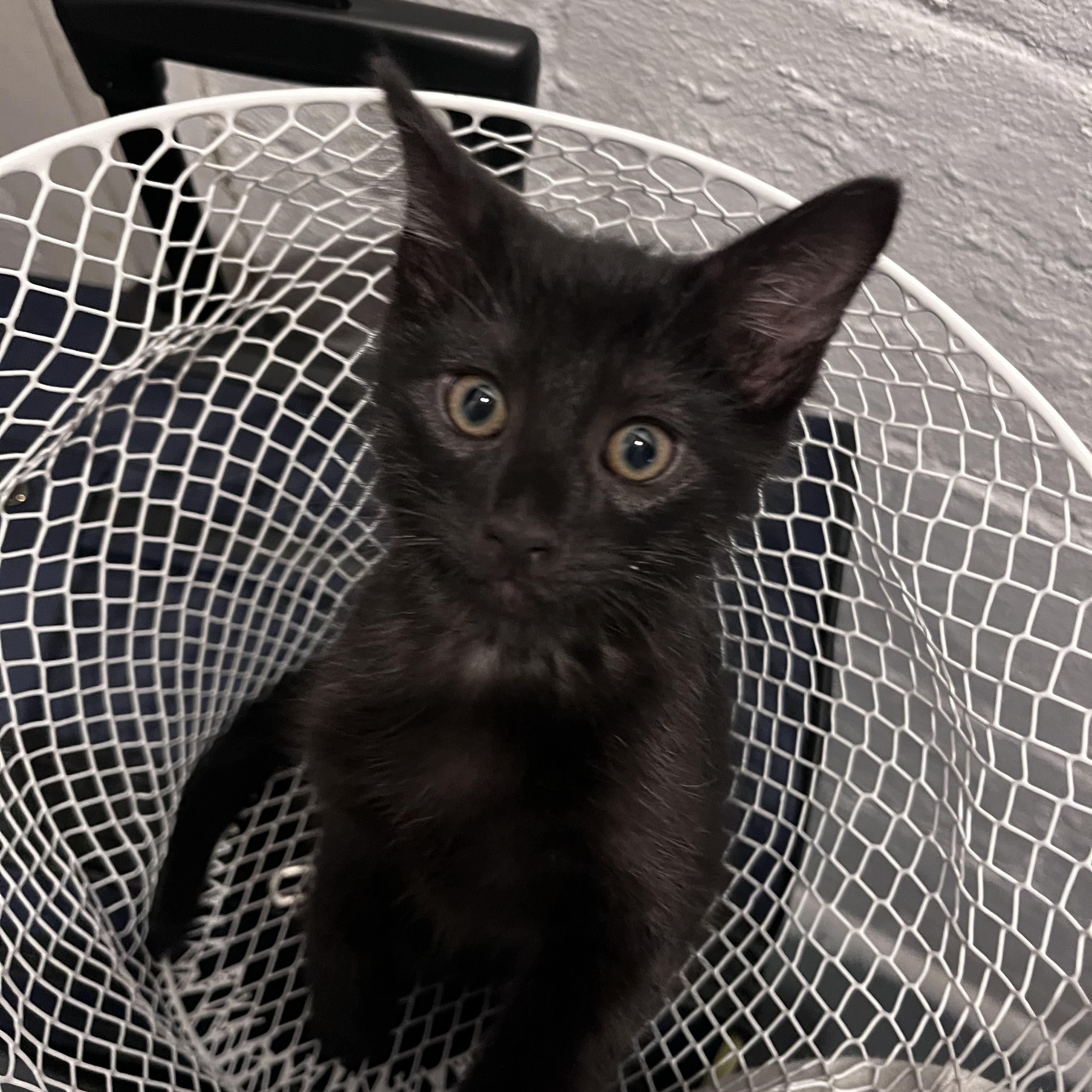 Simon, a ADOPTABLE Domestic Short Hair in Youngstown, OH image 3/3