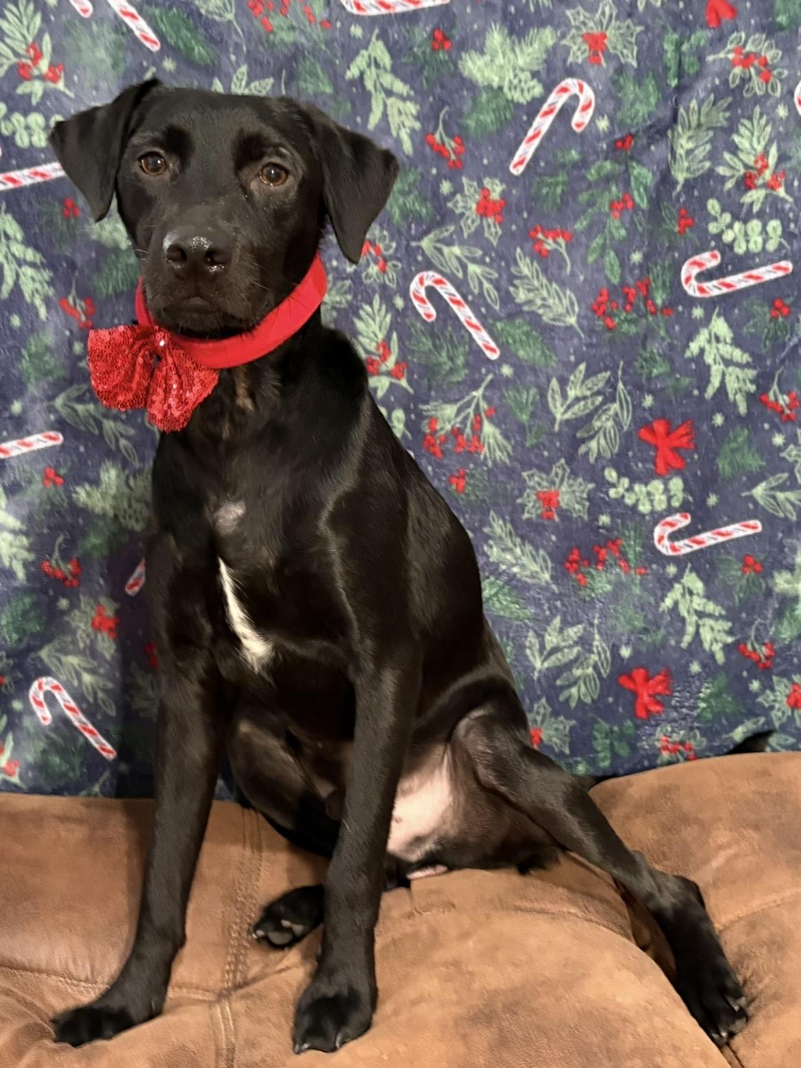 Ruger, adoptable, Young Male Black Labrador Retriever.