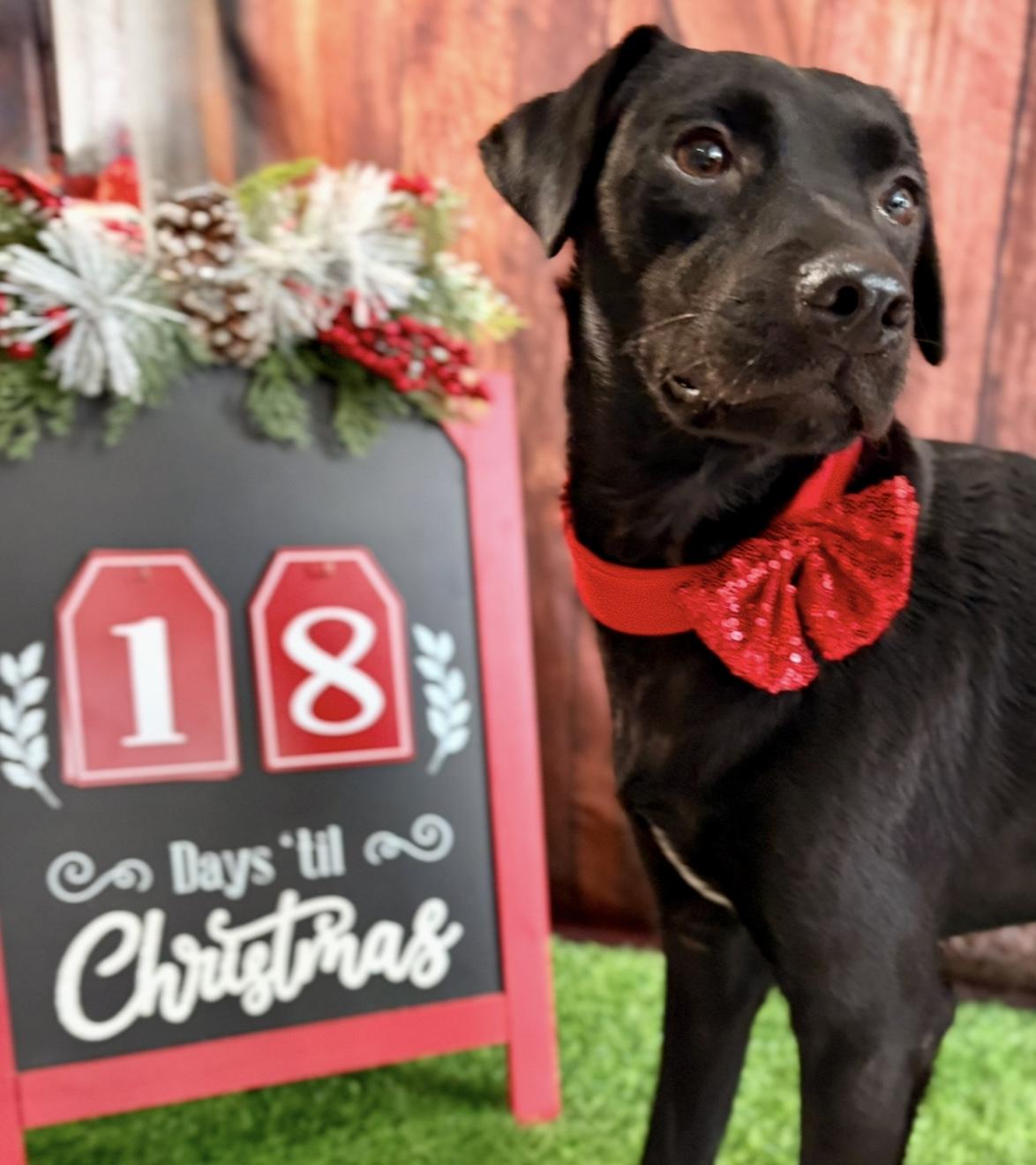 Ruger, an adopted mixed breed in Inverness, FL image 2/4