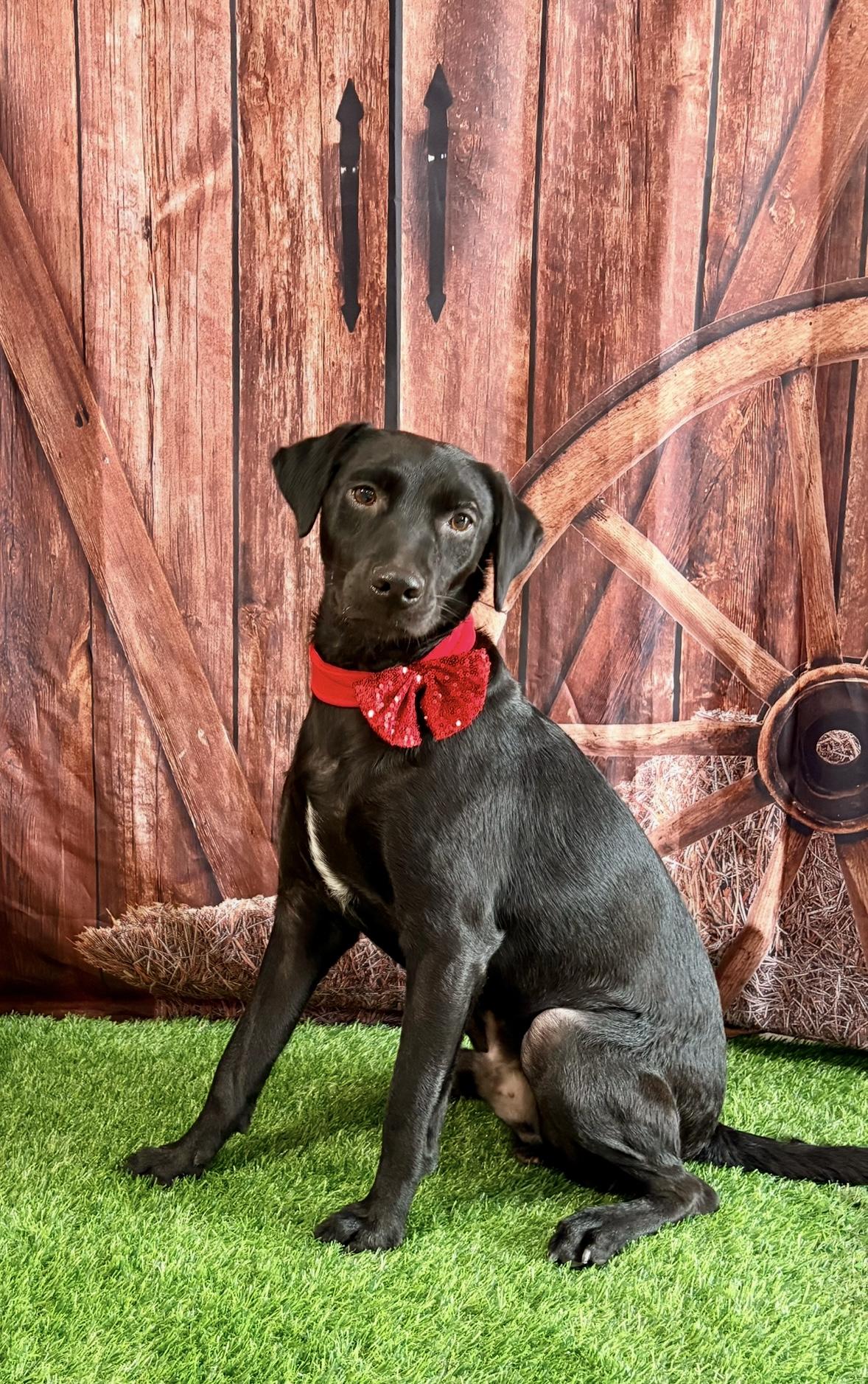 Ruger, an adopted mixed breed in Inverness, FL image 3/4