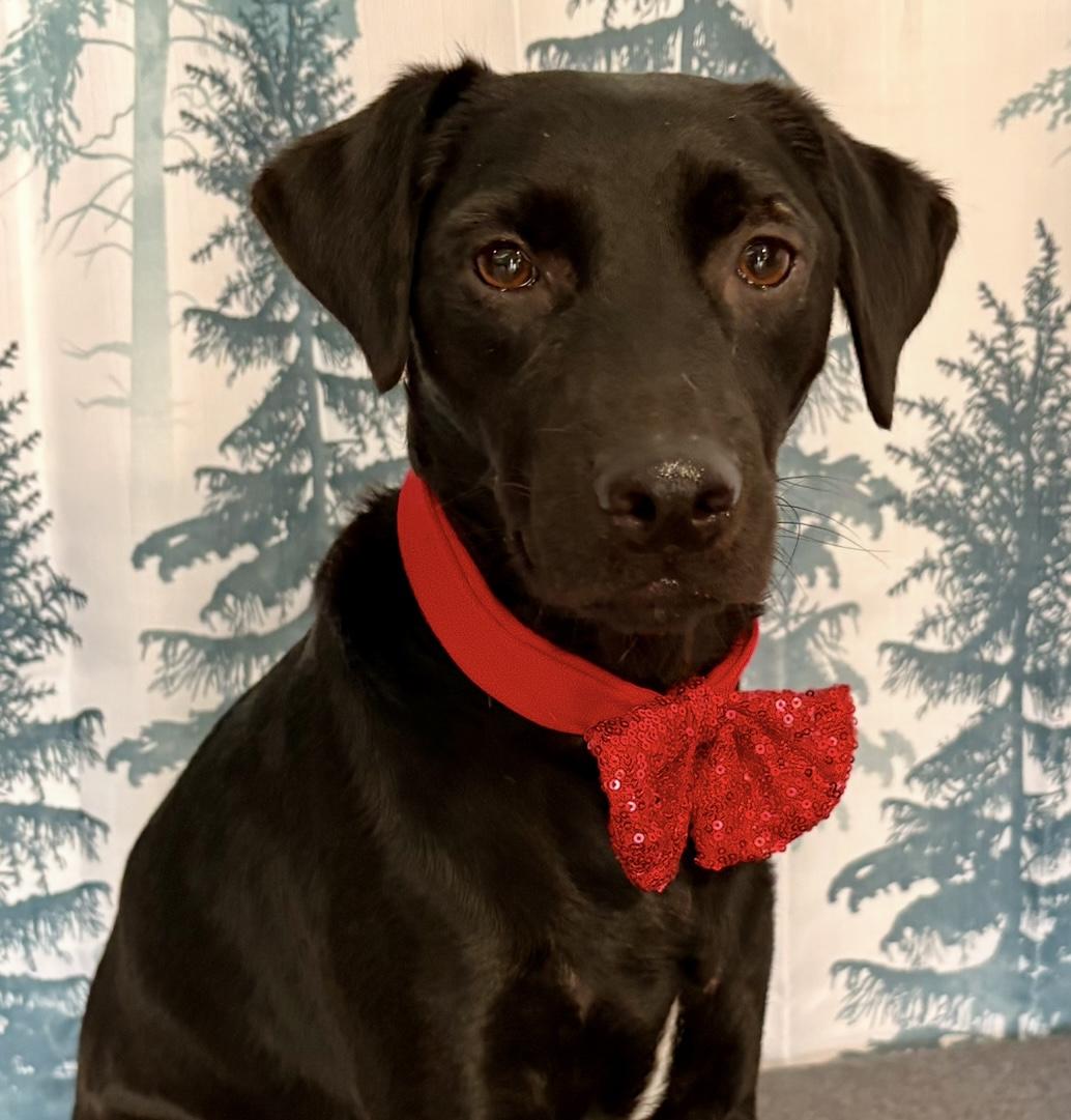 Ruger, an adopted mixed breed in Inverness, FL image 4/4