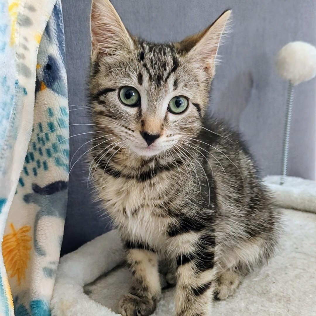 Spitfire Best Friends With thumbnail 2