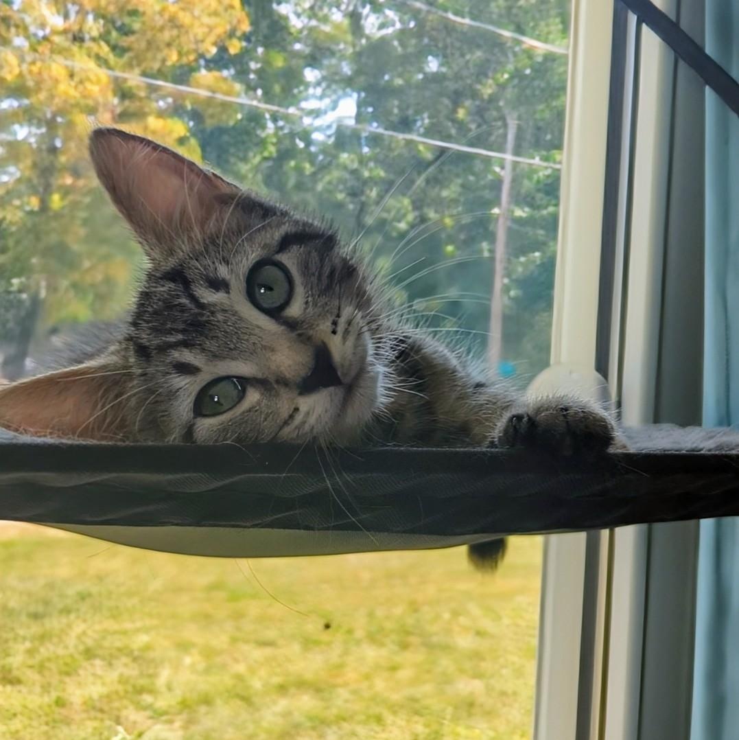 Spitfire Best Friends With thumbnail 3