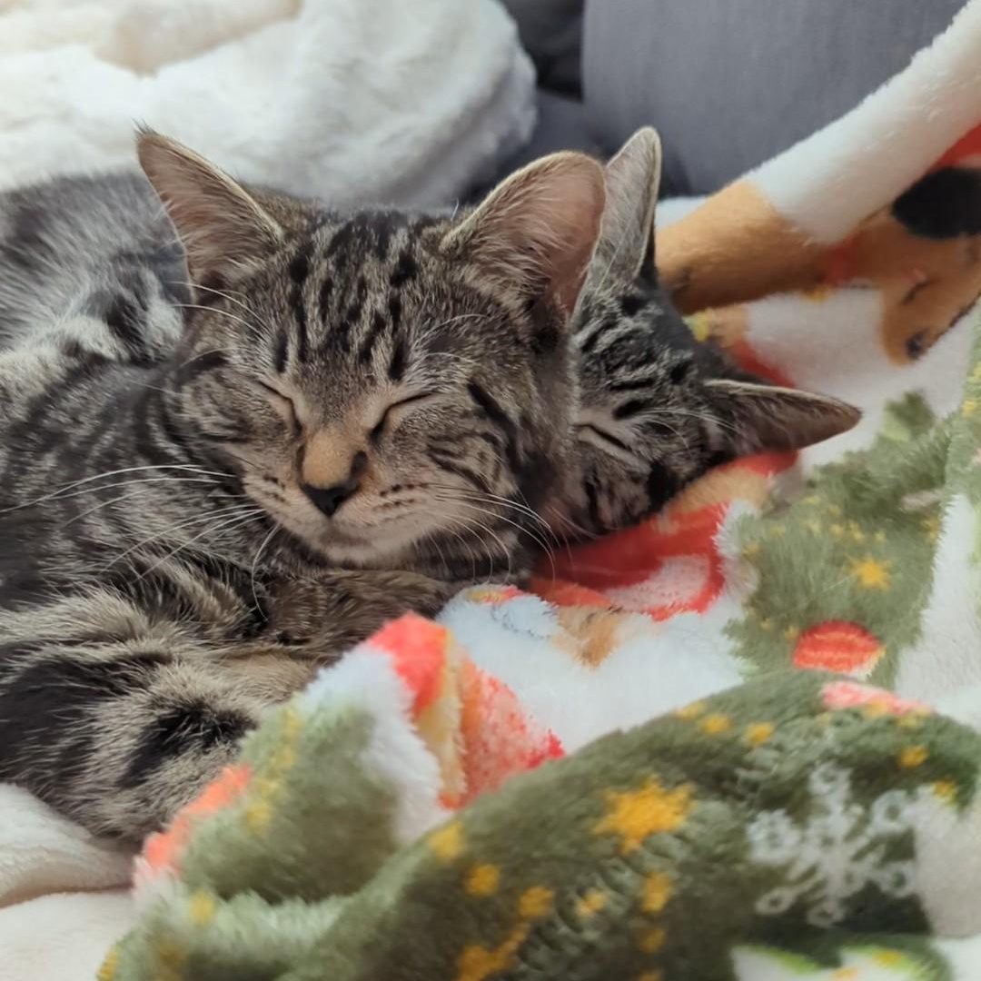 Spitfire Best Friends With thumbnail 4