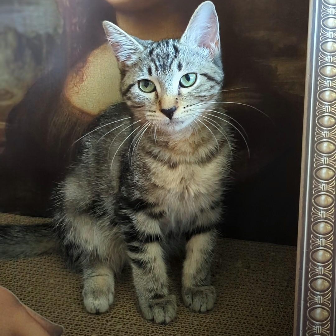 Spitfire Best Friends With thumbnail 6