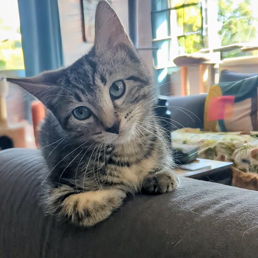 Spitfire Best Friends With