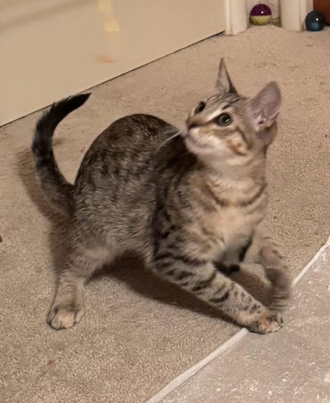 Enlarge Lilly, a Adopted Domestic Short Hair in danville, CA image 1/1