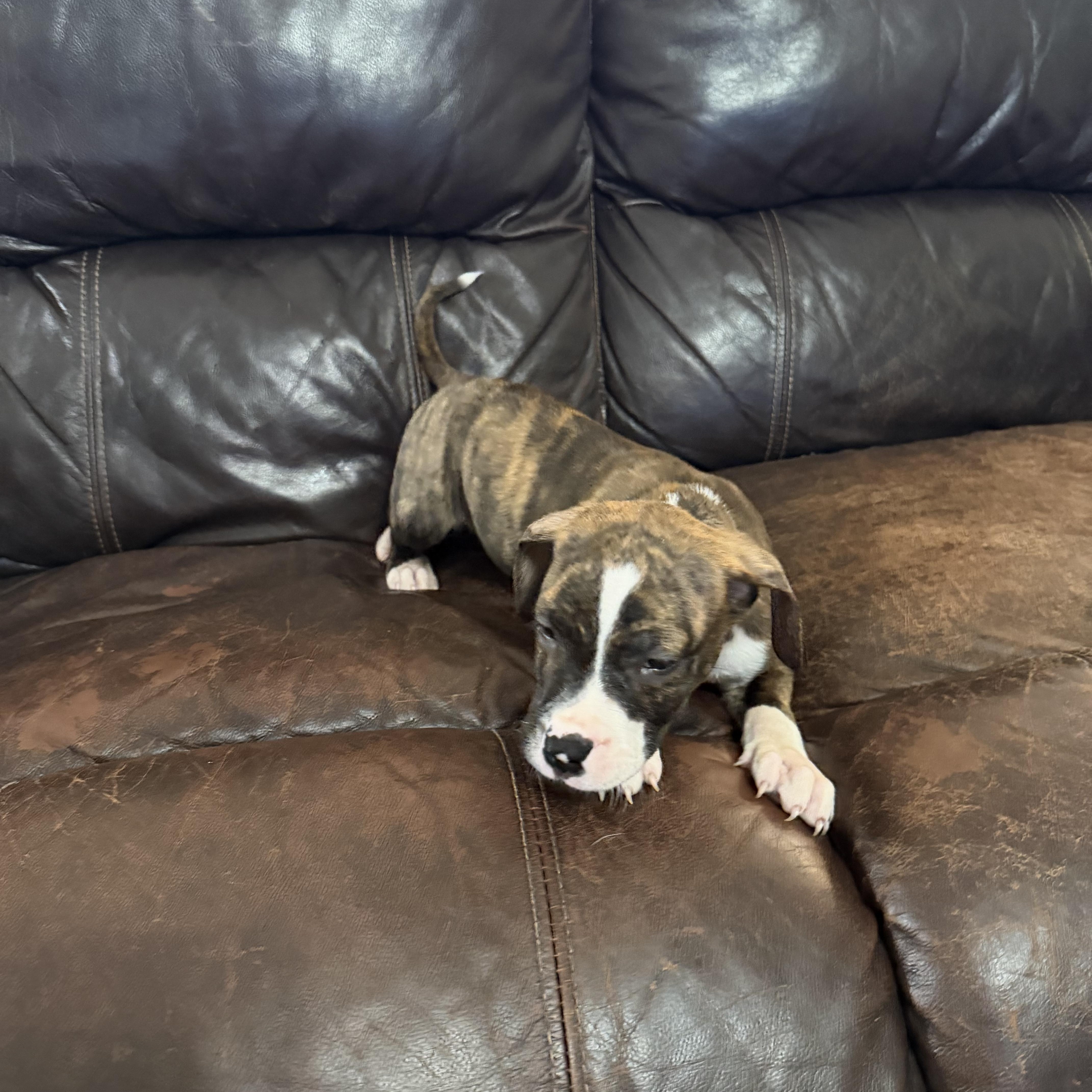 Parker, ADOPTABLE, Puppy Male Boxer.
