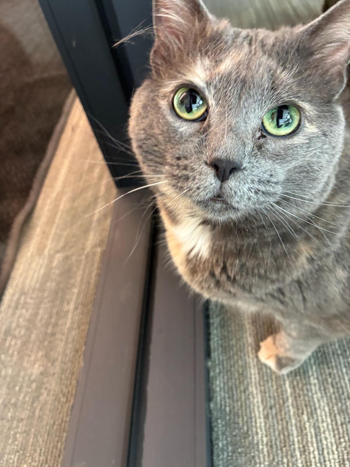 Meowcedes, adopted, Adult Female Dilute Tortoiseshell.