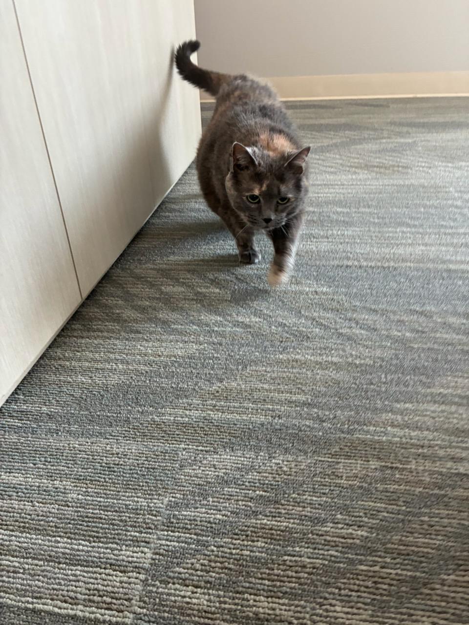 Enlarge Meowcedes, an adopted Dilute Tortoiseshell in Joliet, IL image 2/2