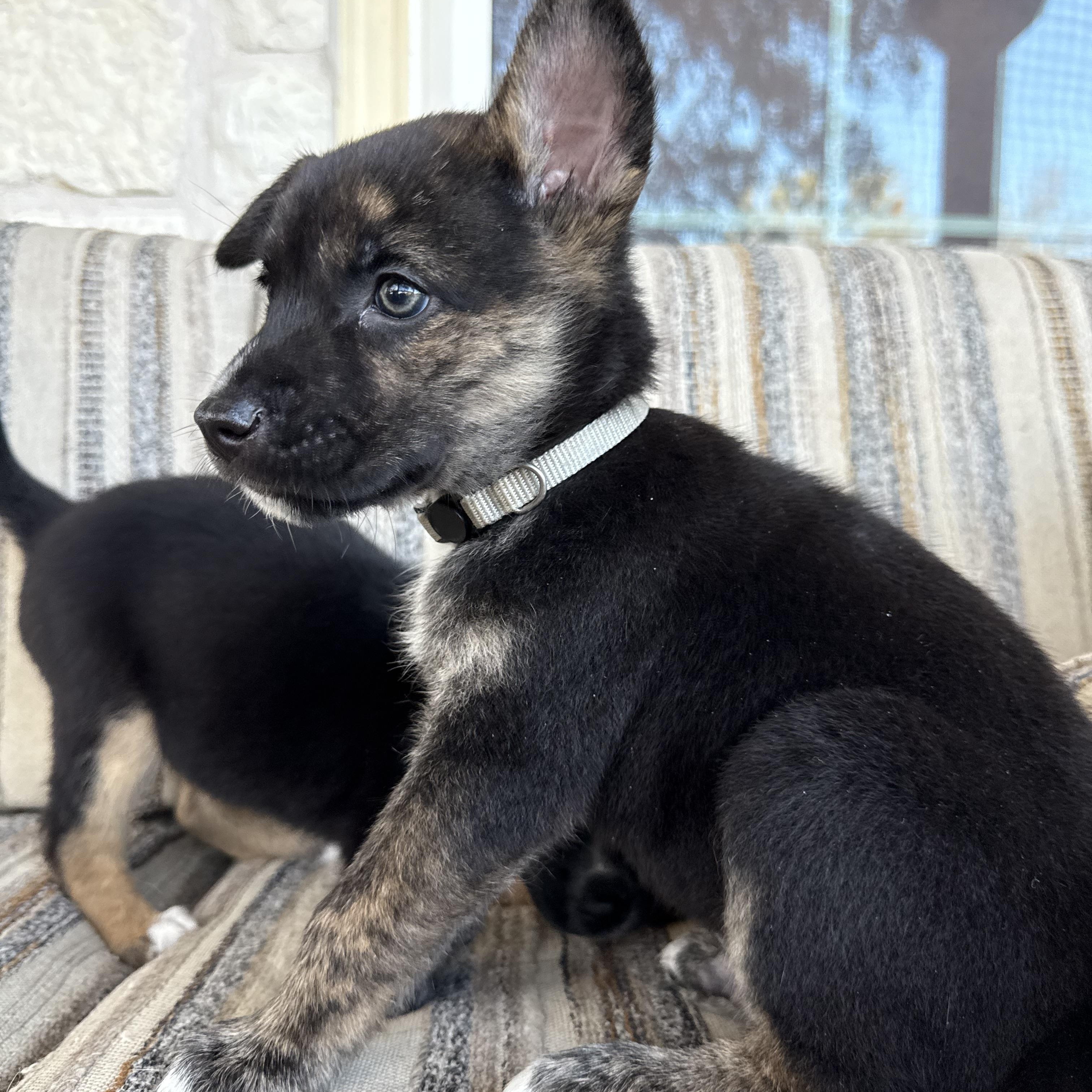 Enlarge Asher, a Adoptable mixed breed in New Braunfels, TX image 4/6