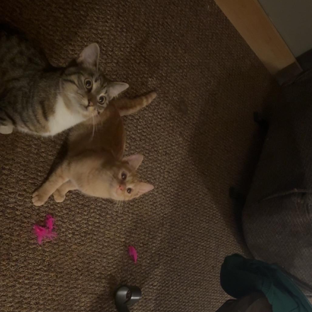 Whiskers, a Adoptable Domestic Short Hair in LYLE, MN image 1/6