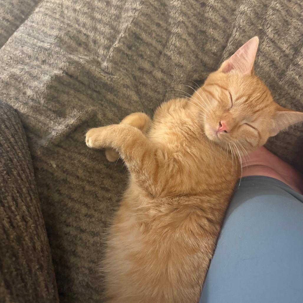 Whiskers, a Adoptable Domestic Short Hair in LYLE, MN image 2/6