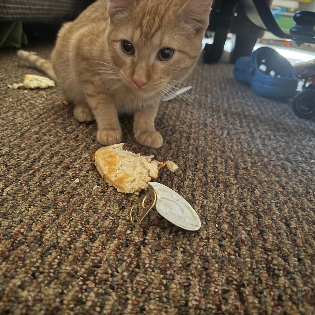 Whiskers, a Adoptable Domestic Short Hair in LYLE, MN image 3/6