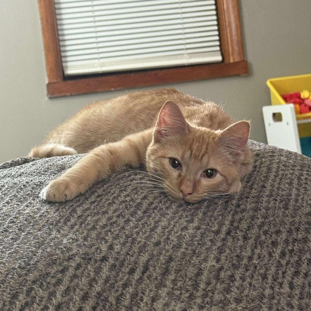 Enlarge Whiskers, a Adoptable Domestic Short Hair in LYLE, MN image 1/4