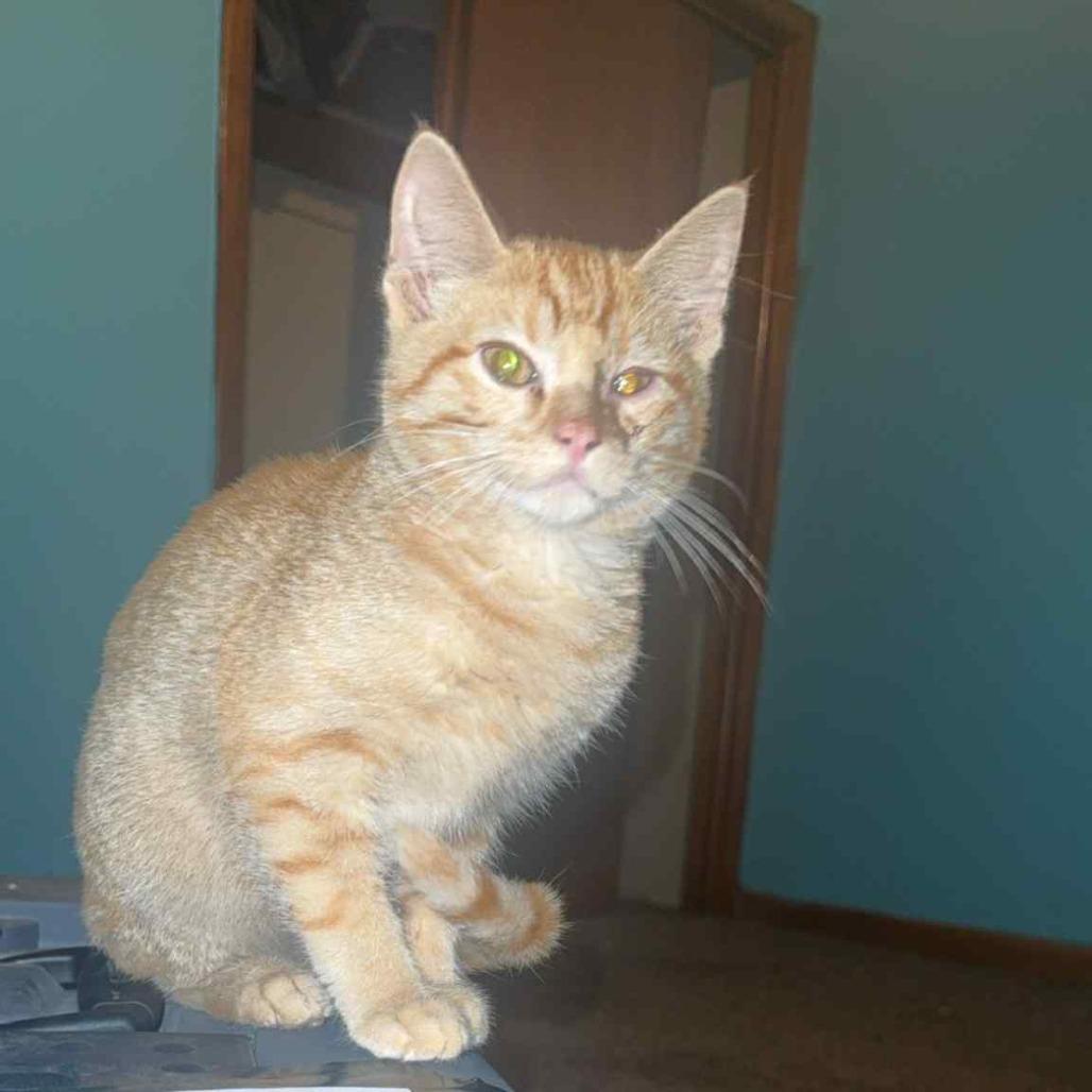 Enlarge Whiskers, a Adoptable Domestic Short Hair in LYLE, MN image 2/4