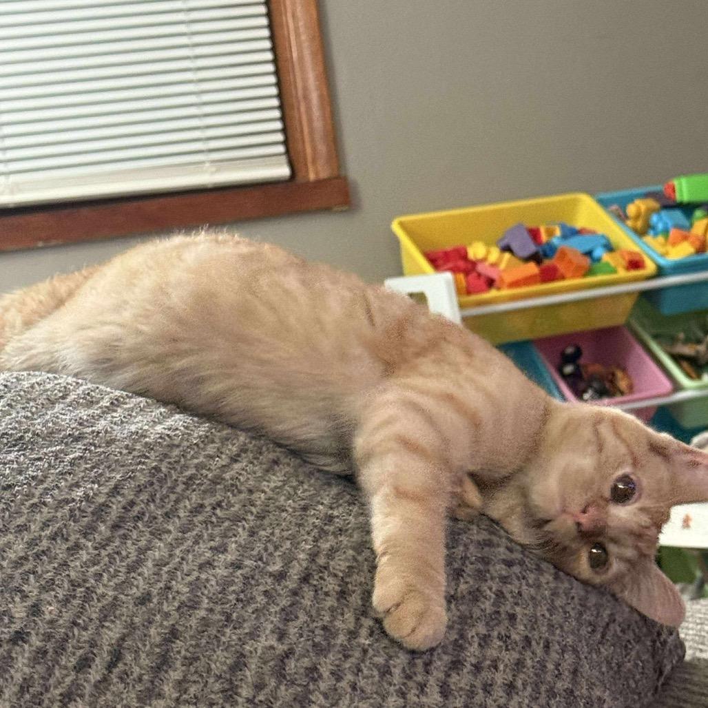 Enlarge Whiskers, a Adoptable Domestic Short Hair in LYLE, MN image 3/4