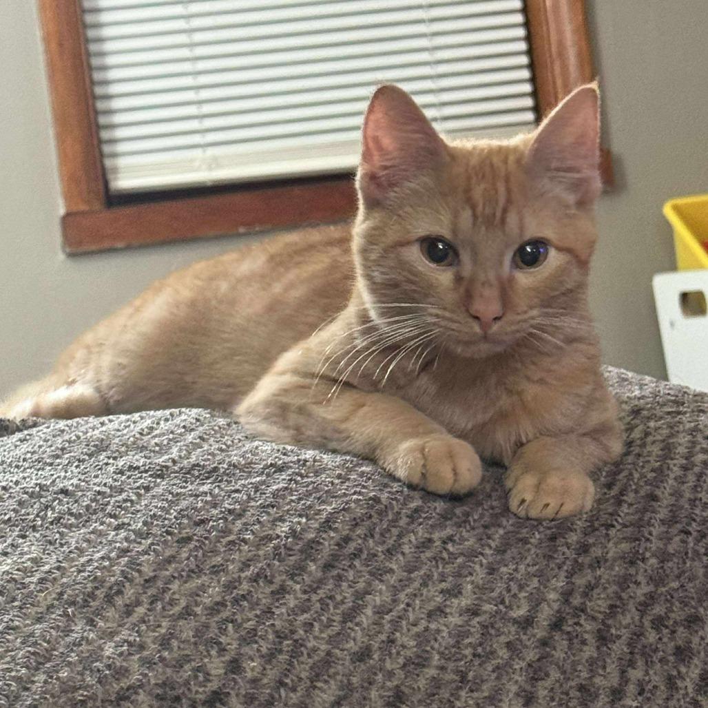 Enlarge Whiskers, a Adoptable Domestic Short Hair in LYLE, MN image 4/4