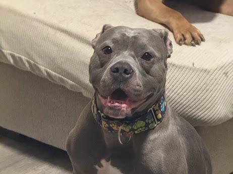 Major, a ADOPTABLE American Bully in Cresco, PA image 5/6