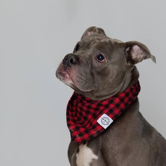 Major, a ADOPTABLE American Bully in Cresco, PA image 6/6