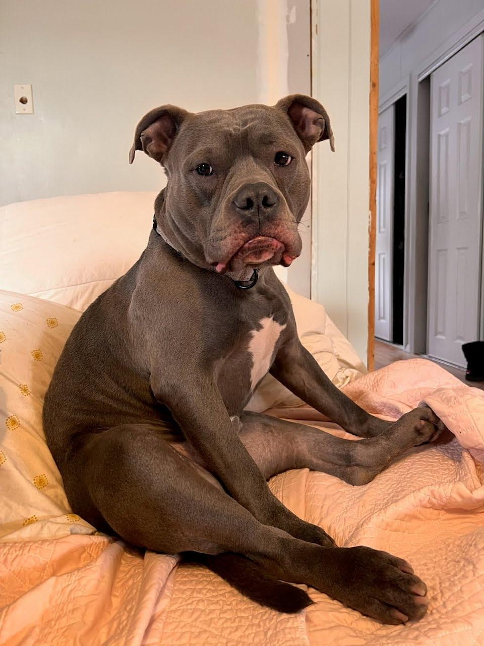 Major, a ADOPTABLE American Bully in Cresco, PA image 1/6