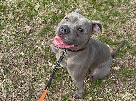 Major, a ADOPTABLE American Bully in Cresco, PA image 2/6