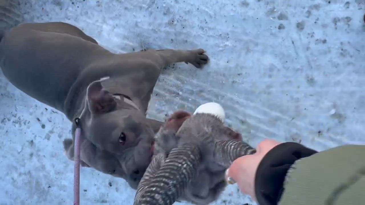 Enlarge Major, a ADOPTABLE American Bully in Cresco, PA video 4/6