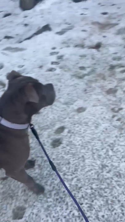 Enlarge Major, a ADOPTABLE American Bully in Cresco, PA video 3/6