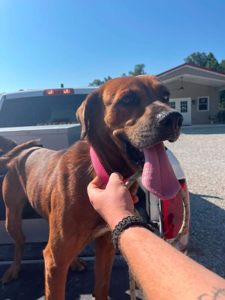 Enlarge Weasley, Arthur, a Adoptable Hound in Greencastle, IN image 1/2