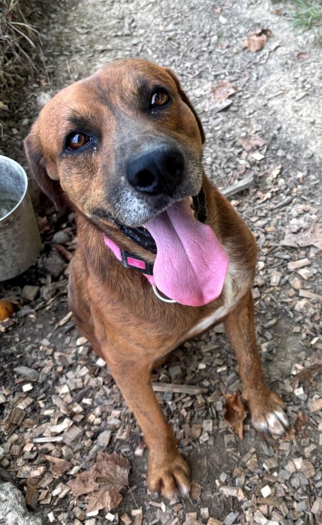 Enlarge Weasley, Arthur, a Adoptable Hound in Greencastle, IN image 2/2