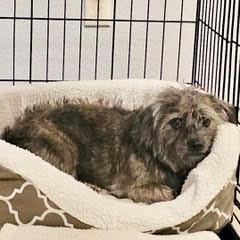 Enlarge Taz, a Adopted mixed breed in Green Valley, AZ image 2/4