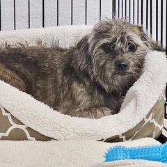 Enlarge Taz, a Adopted mixed breed in Green Valley, AZ image 4/4