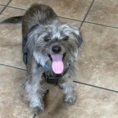 Enlarge Taz, a Adopted mixed breed in Green Valley, AZ image 3/4