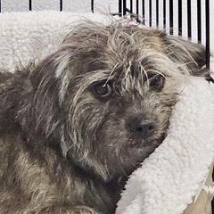 Enlarge Taz, a Adopted mixed breed in Green Valley, AZ image 1/4
