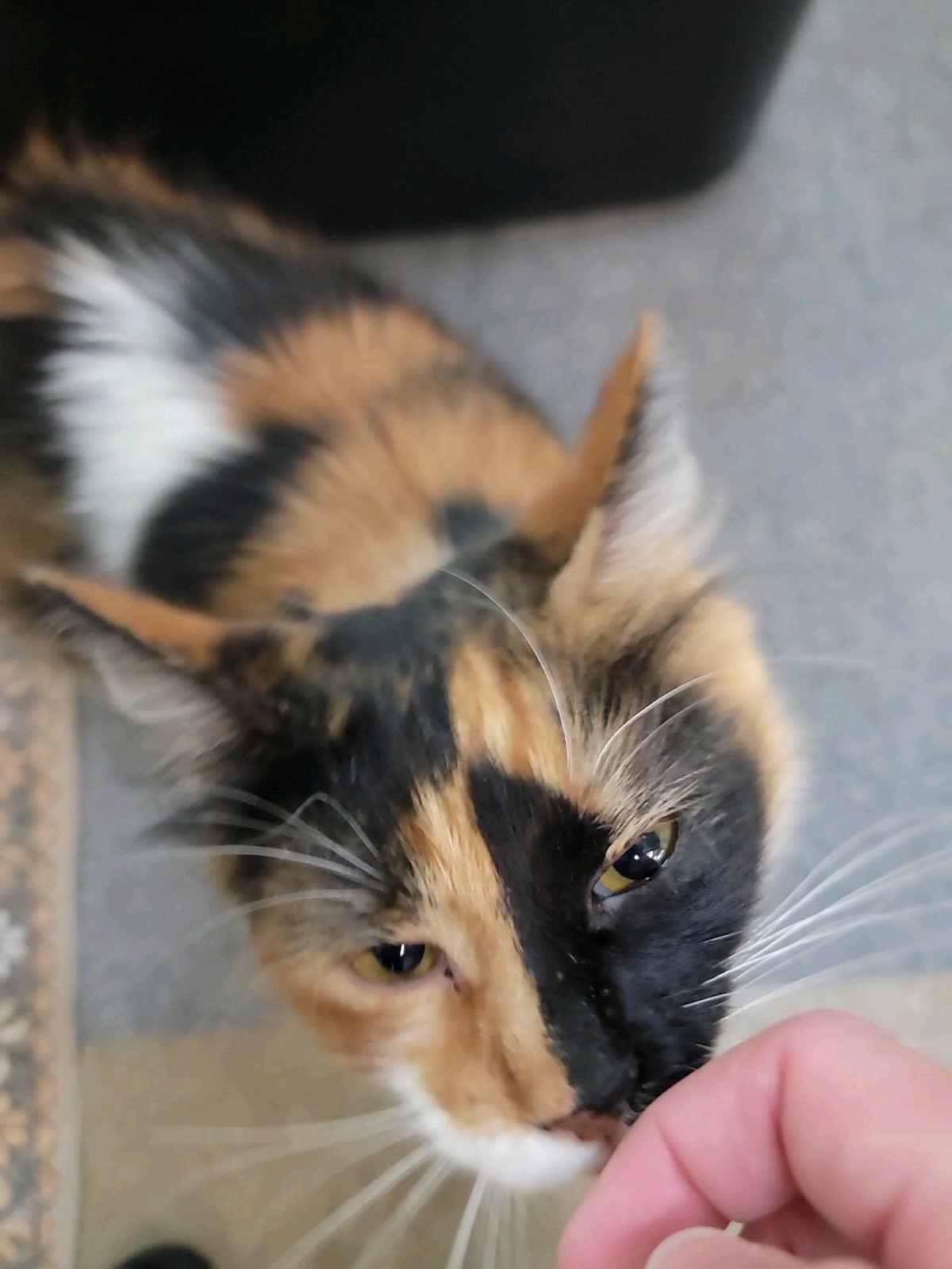 Kahli, an adopted Domestic Medium Hair in Sunset Valley, TX image 2/6