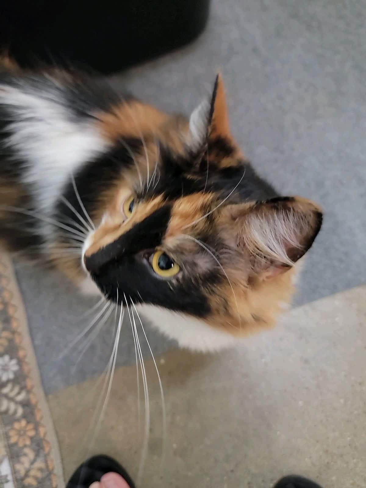 Kahli, an adopted Domestic Medium Hair in Sunset Valley, TX image 5/6