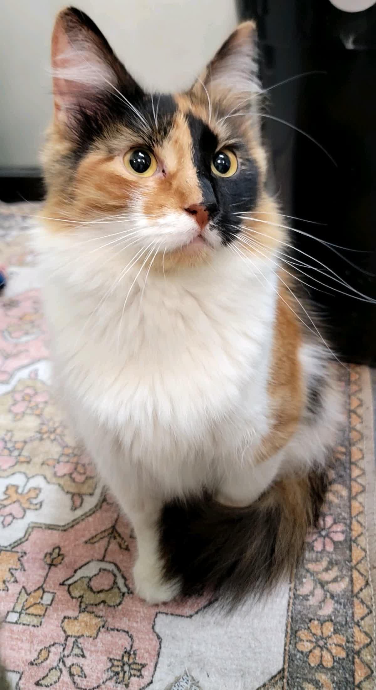 Kahli, an adopted Domestic Medium Hair in Sunset Valley, TX image 6/6