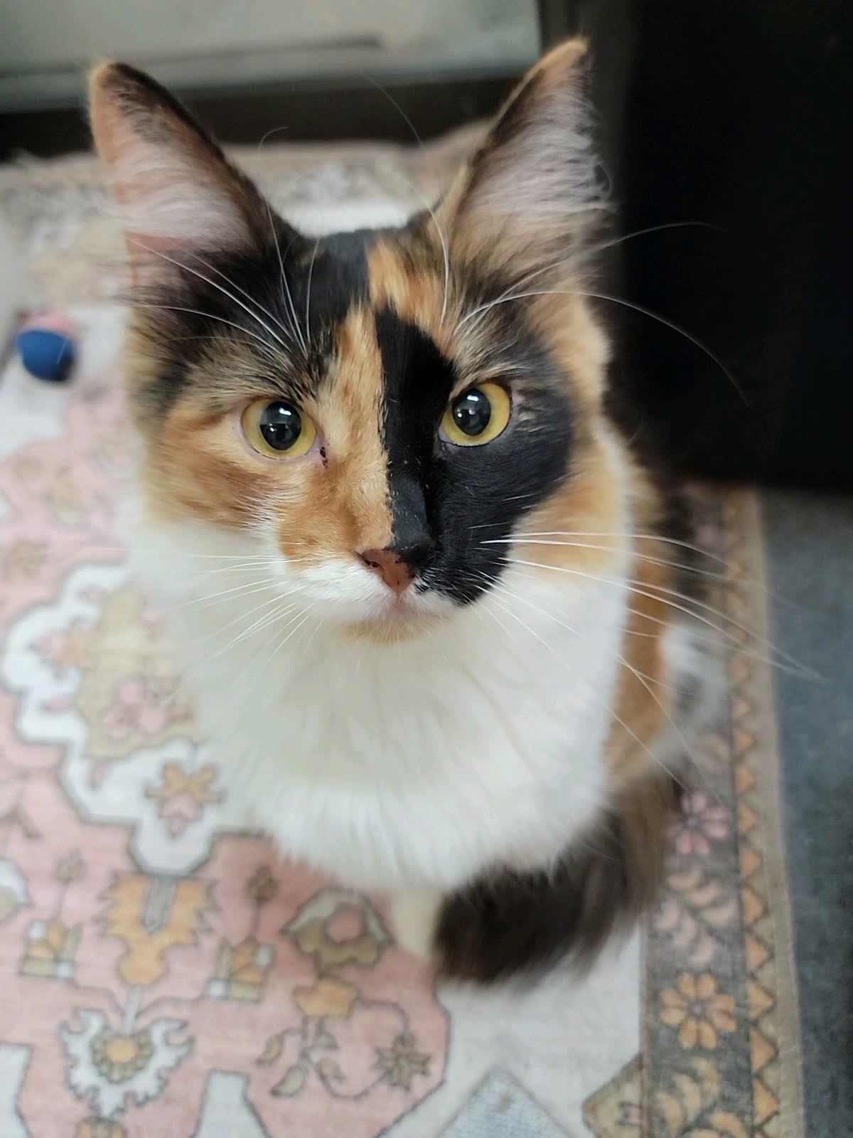Kahli, an adopted Domestic Medium Hair in Sunset Valley, TX image 1/6