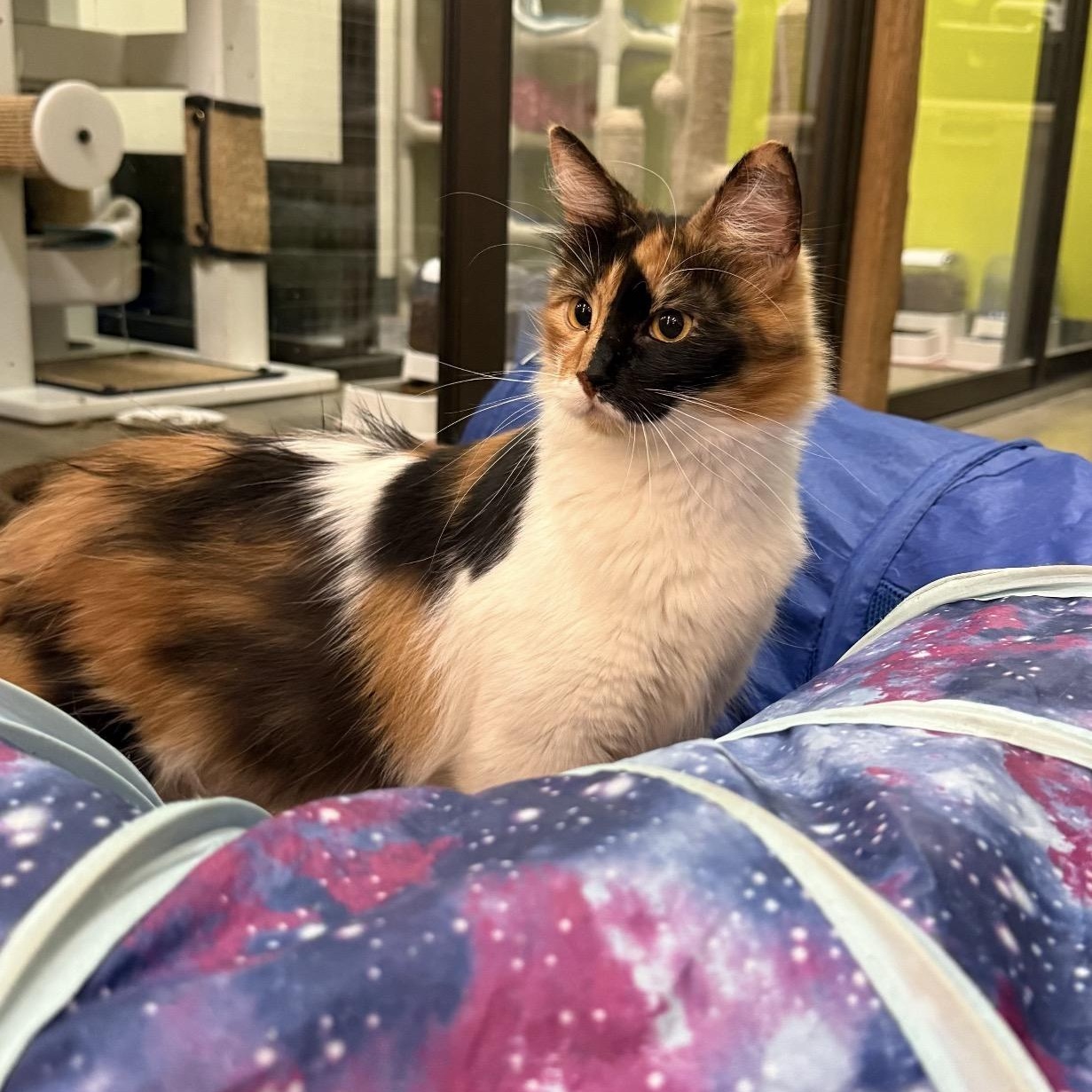 Kahli, an adopted Domestic Medium Hair in Sunset Valley, TX image 3/6