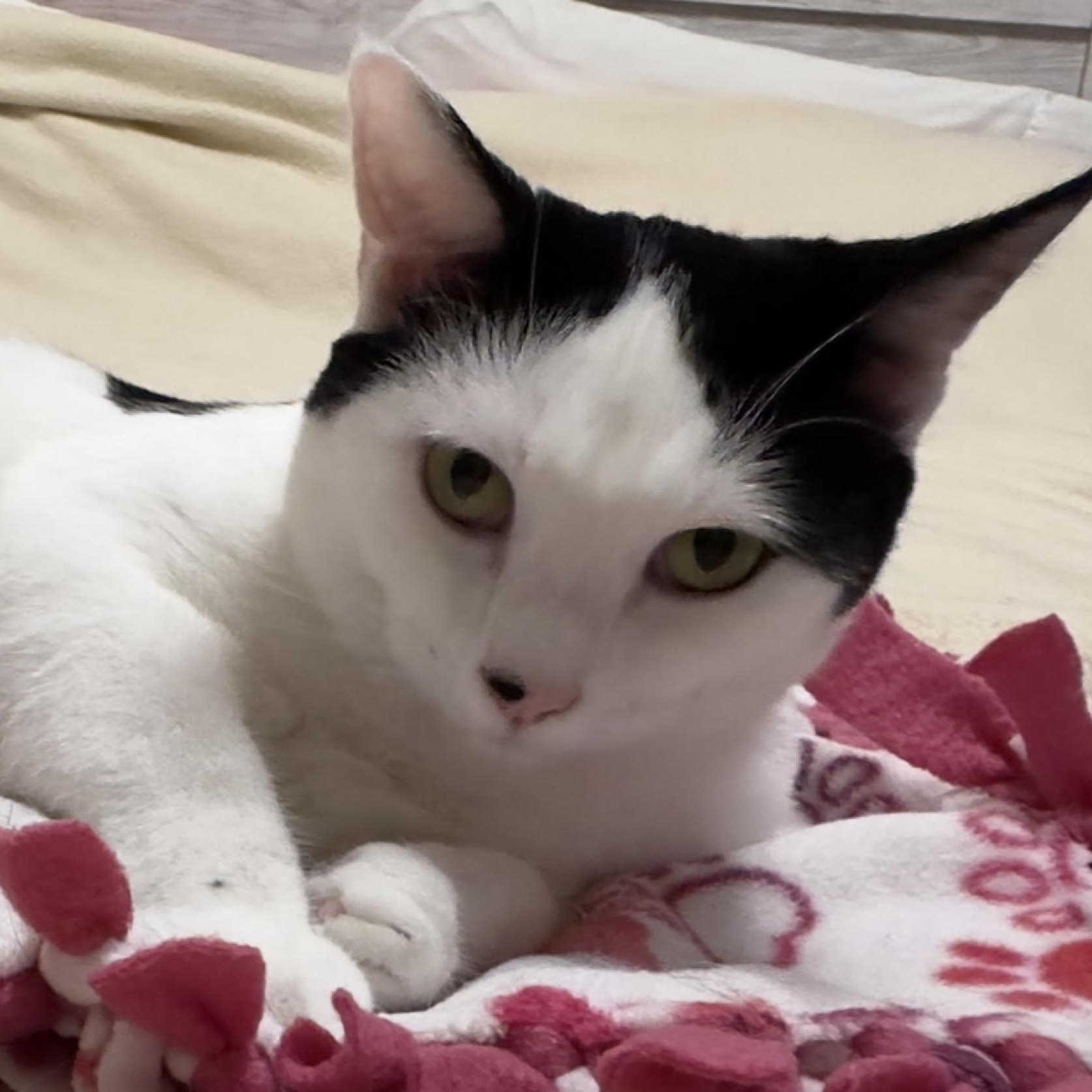 Oreo