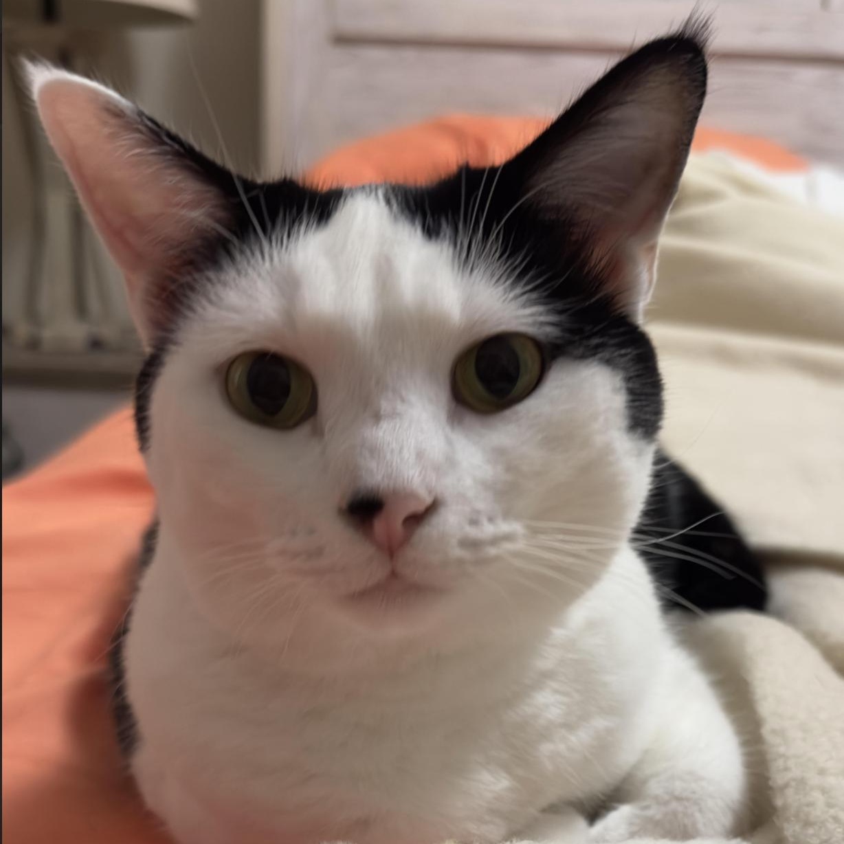Oreo