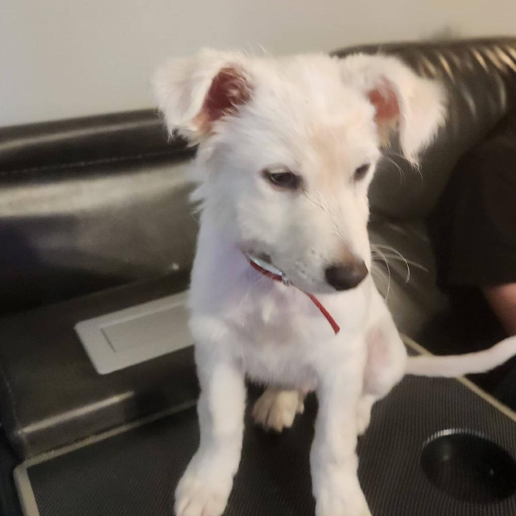 Luffy, Adoptable, Puppy Male Mixed Breed.