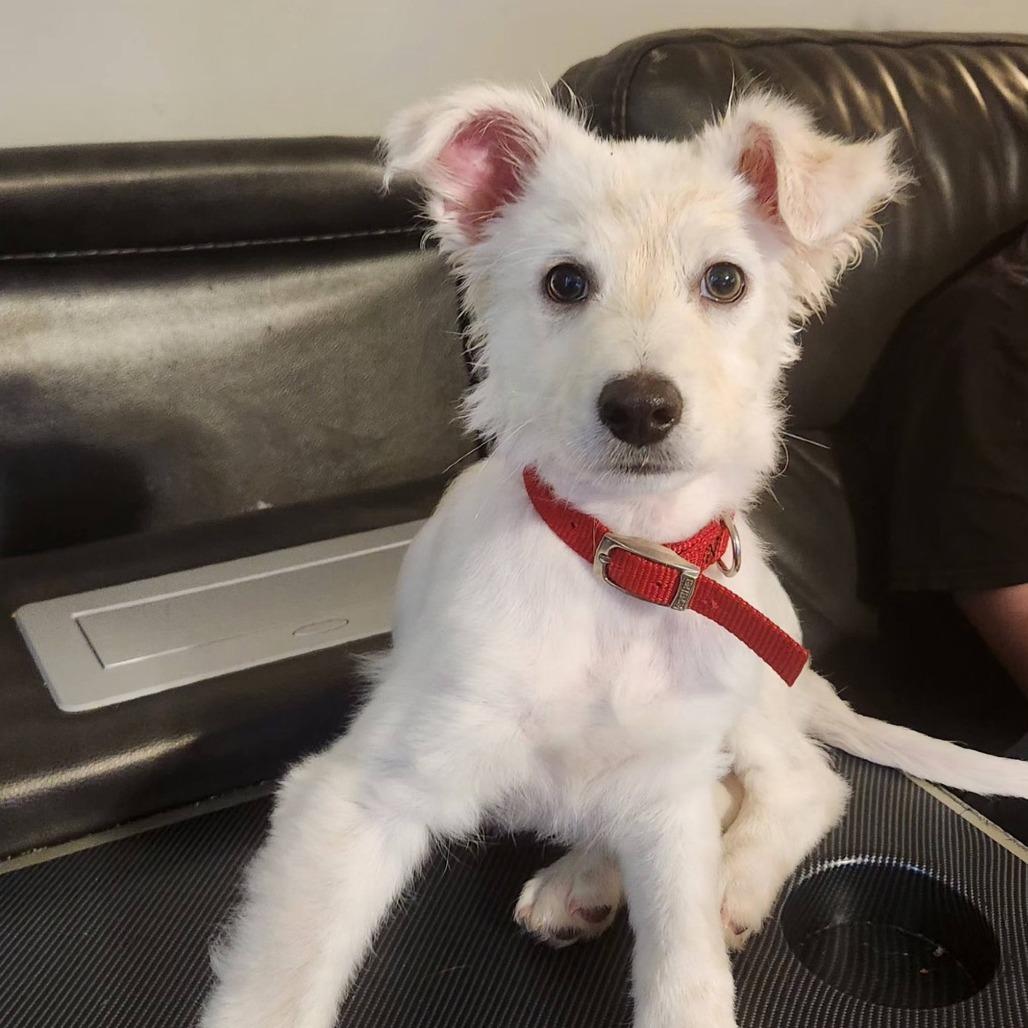 Luffy, a Adoptable Mixed Breed in Joliet, IL image 2/3