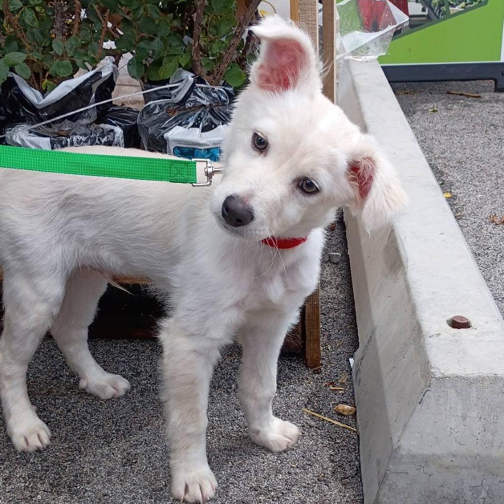 Luffy, a Adoptable Mixed Breed in Joliet, IL image 3/3
