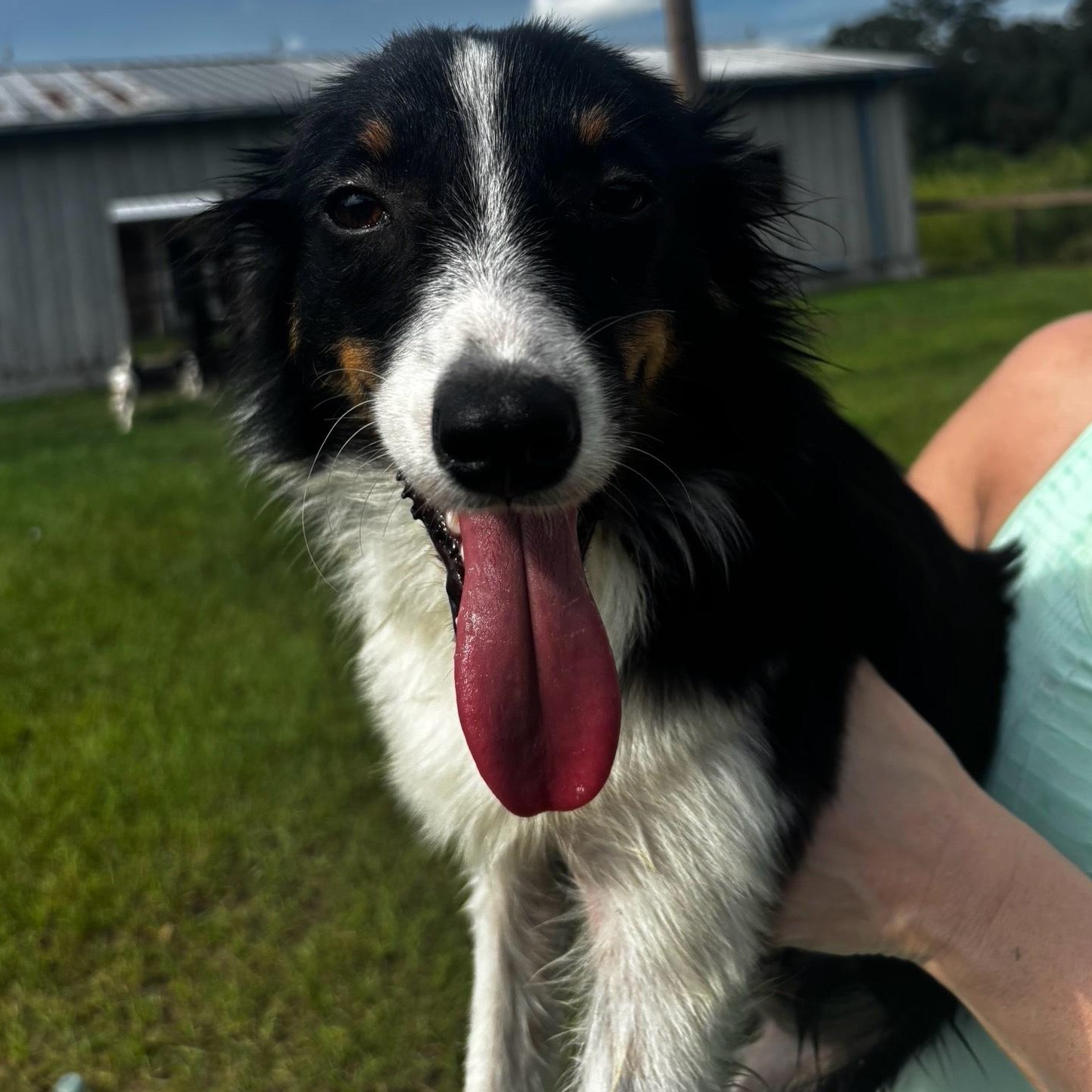 Kelli (mini Aussie mix)