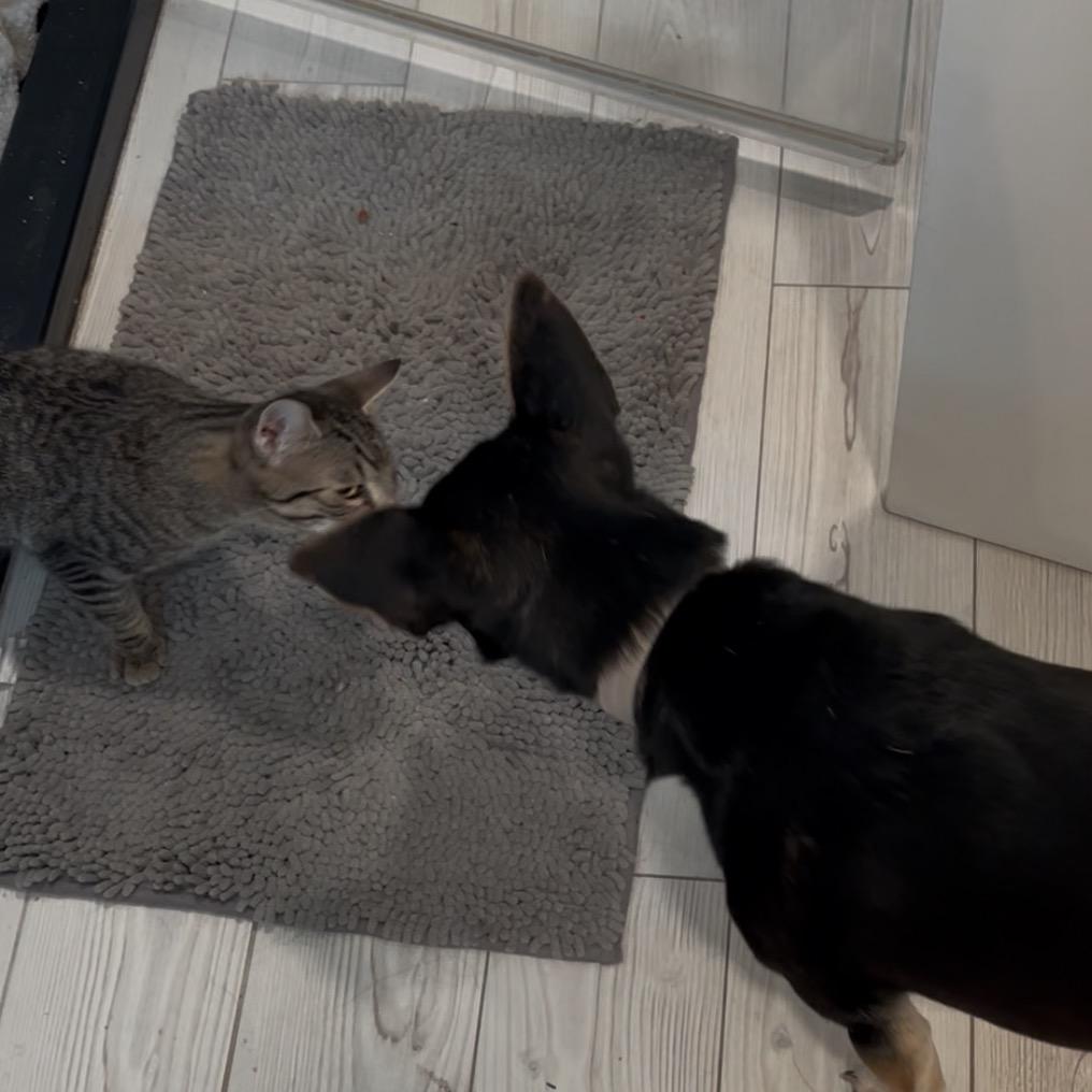 porkchop, a Adoptable Domestic Short Hair in Oceanside, NY image 2/3