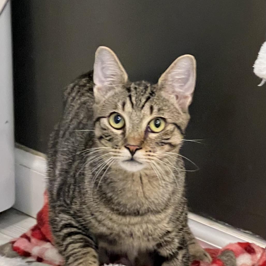 porkchop, a Adoptable Domestic Short Hair in Oceanside, NY image 3/3