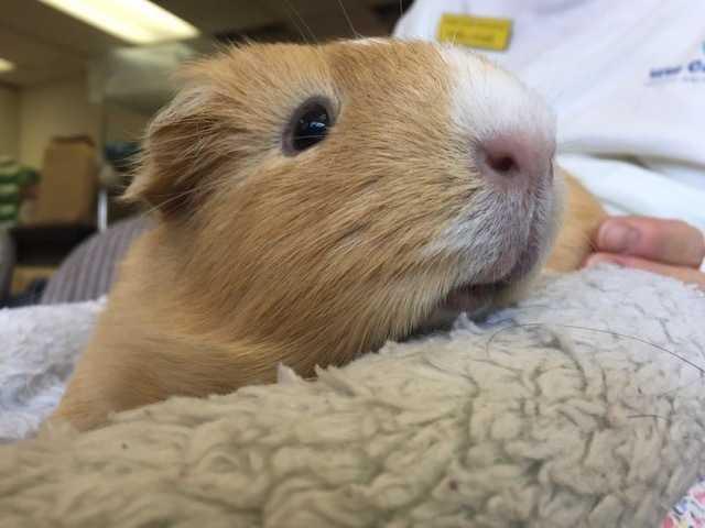 Melissa, a Adopted Guinea Pig in San Diego, CA image 2/2