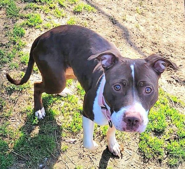 Enlarge Cadbury Creme Egg, a Adoptable mixed breed in Millersville, MD image 1/1