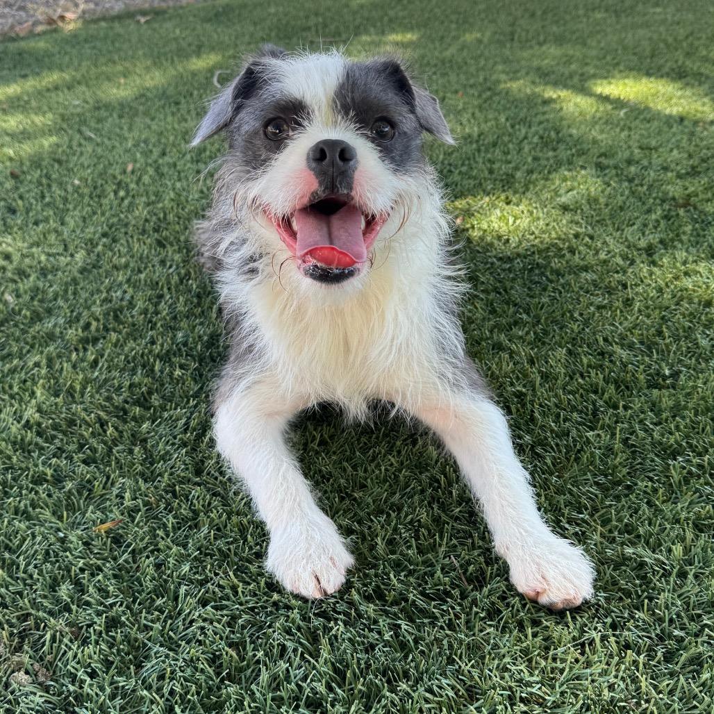 Chester, Adoptable, Adult Male French Bulldog & Mixed Breed.